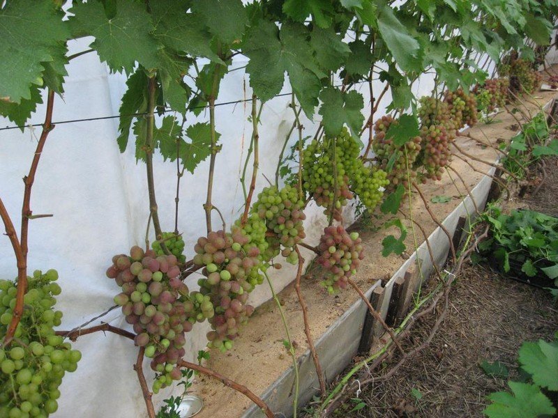 Виноградная лоза в средней полосе