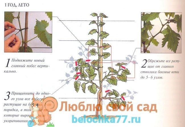 Схема летней обрезки винограда