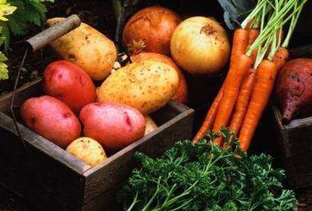 Хранение картофели и моркови
