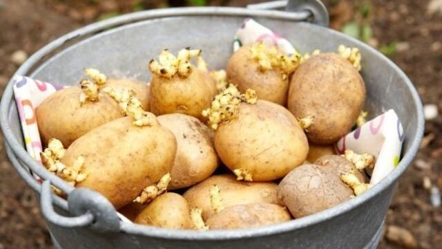 Секреты как отобрать картофель на посадку в следующем году