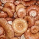 Как правильно солить грибы волнушки на зиму