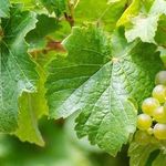 Польза и вред листьев винограда, рецепты