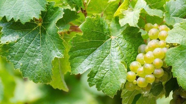 Виноградные листья: польза и вред, рецепты с фото и видео