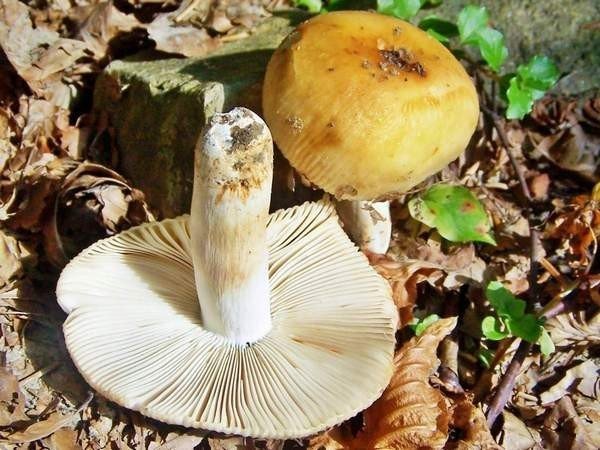 Съедобные пластинчатые грибы валуй