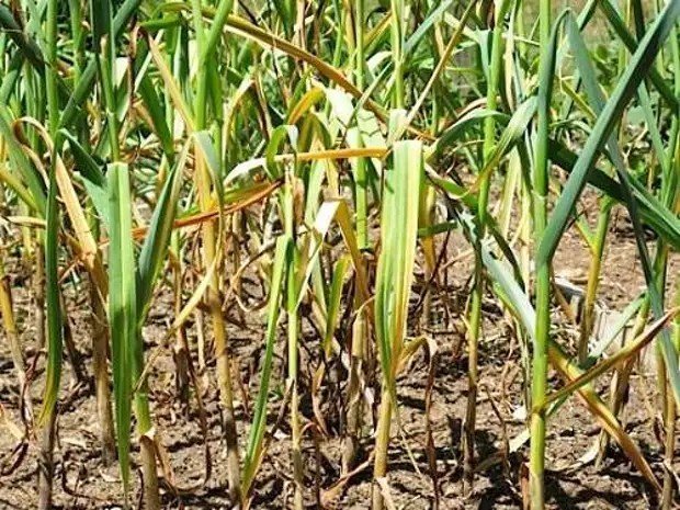 Ростки кукурузы пожелтели