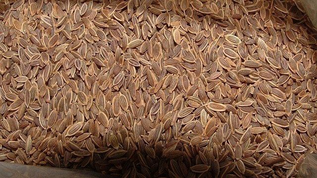 Как принимать семена укропа от паразитов: рецепты лечения глистов