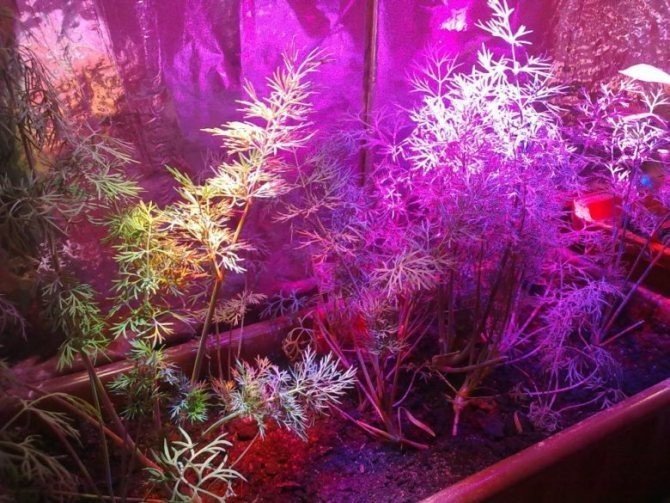 Cob полного спектра лампы для растений